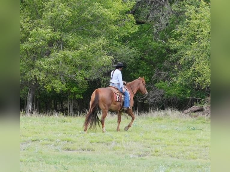 American Quarter Horse Wallach 4 Jahre 152 cm Dunkelfuchs in Canadian, TX