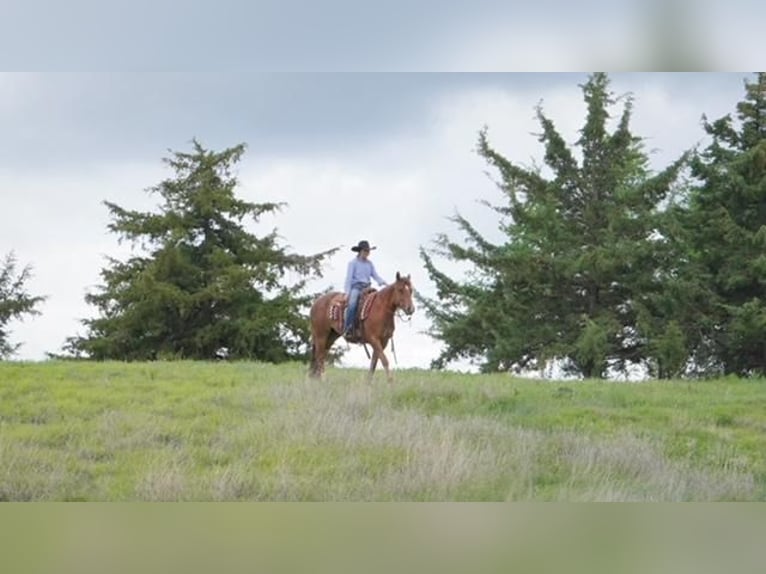 American Quarter Horse Wallach 4 Jahre 152 cm Dunkelfuchs in Canadian, TX