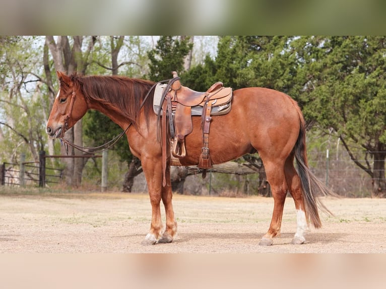American Quarter Horse Wallach 4 Jahre 152 cm Dunkelfuchs in Canadian, TX