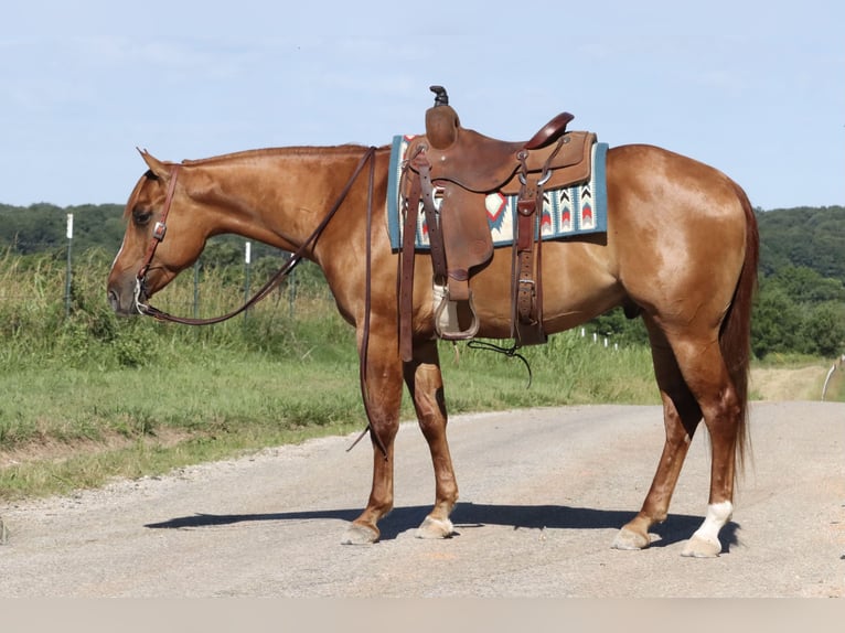 American Quarter Horse Wallach 4 Jahre 152 cm Falbe in Purdy, MO