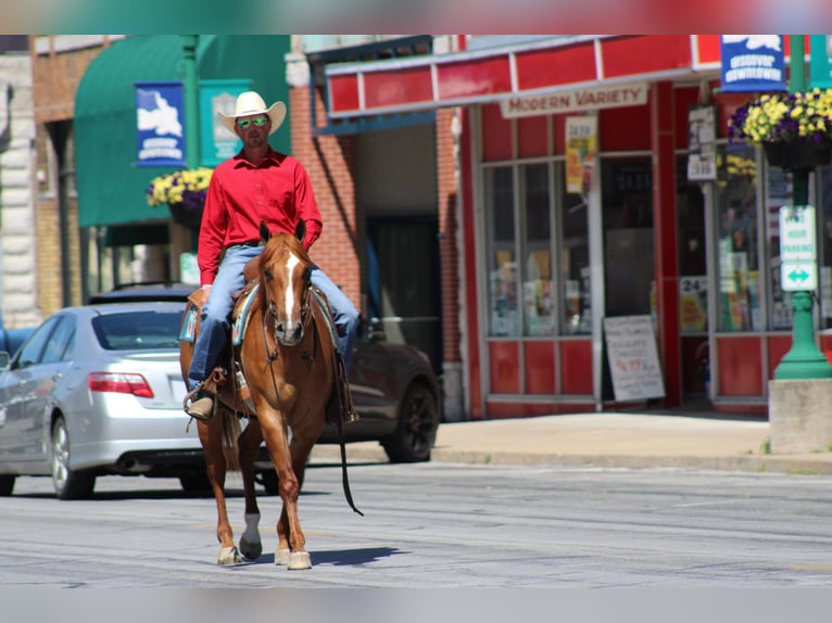 American Quarter Horse Wallach 4 Jahre 152 cm Falbe in Purdy, MO