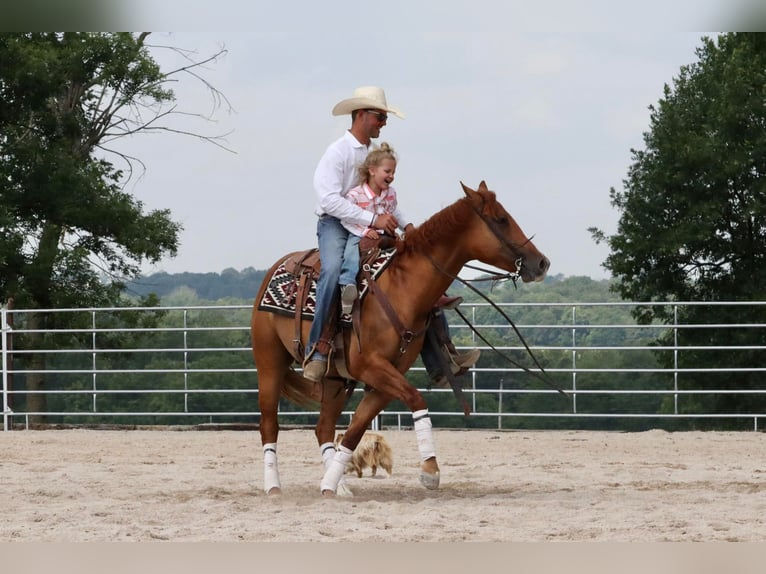 American Quarter Horse Wallach 4 Jahre 152 cm Falbe in Purdy, MO