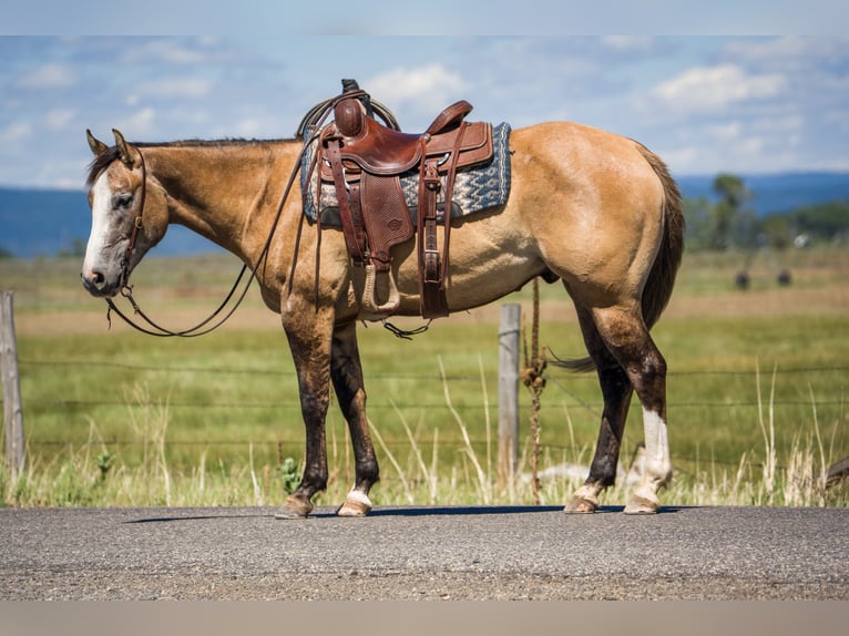 American Quarter Horse Wallach 4 Jahre 152 cm Falbe in Saint Anthony