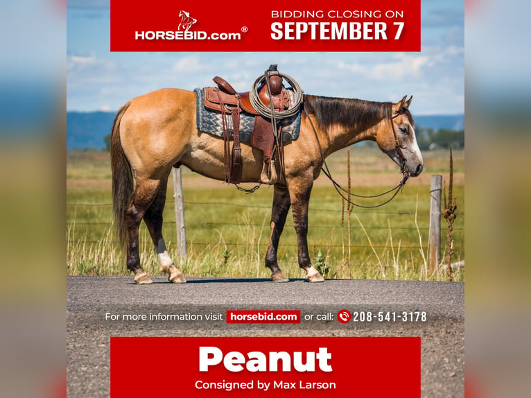American Quarter Horse Wallach 4 Jahre 152 cm Falbe in Saint Anthony
