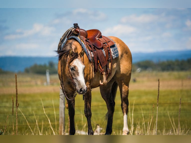 American Quarter Horse Wallach 4 Jahre 152 cm Falbe in Saint Anthony