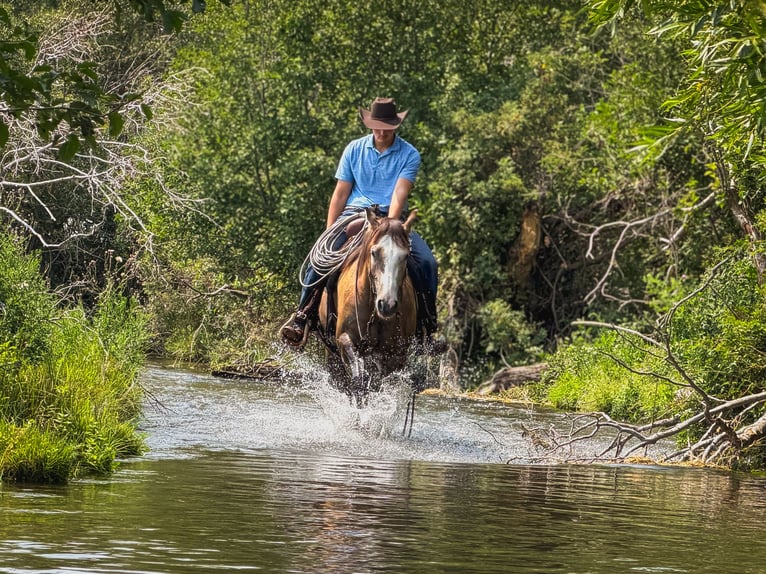 American Quarter Horse Wallach 4 Jahre 152 cm Falbe in Saint Anthony