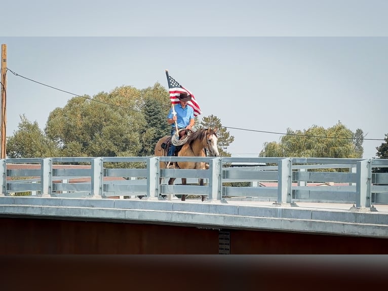 American Quarter Horse Wallach 4 Jahre 152 cm Falbe in Saint Anthony