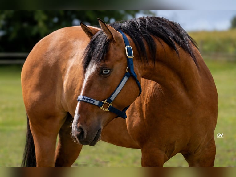 American Quarter Horse Wallach 4 Jahre 152 cm Falbe in Büttelborn