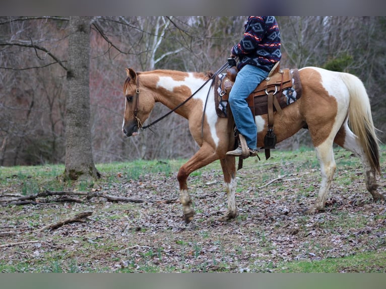 American Quarter Horse Wallach 4 Jahre 152 cm Falbe in Lexington IN