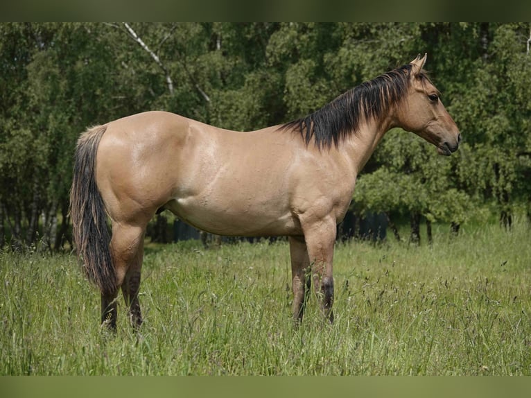 American Quarter Horse Wallach 4 Jahre 152 cm Falbe in Erkelenz
