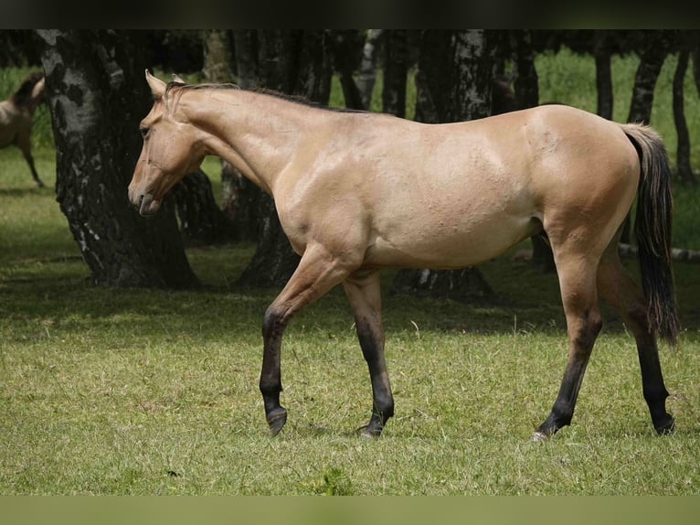 American Quarter Horse Wallach 4 Jahre 152 cm Falbe in Erkelenz