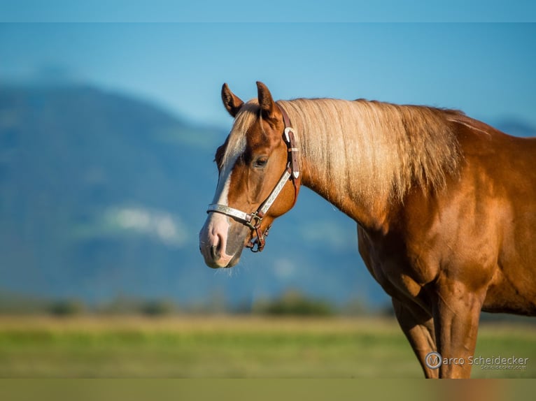 American Quarter Horse Wallach 4 Jahre 152 cm Fuchs in Hard