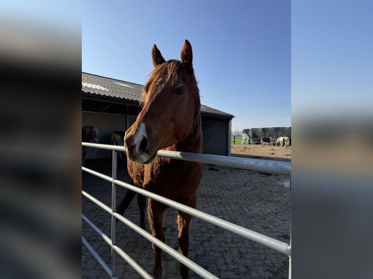 American Quarter Horse Wallach 4 Jahre 152 cm Fuchs in Zevenbergen