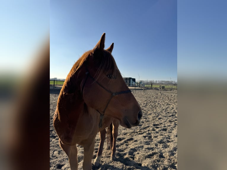 American Quarter Horse Wallach 4 Jahre 152 cm Fuchs in Zevenbergen