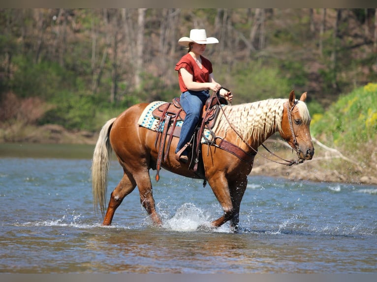 American Quarter Horse Wallach 4 Jahre 152 cm Palomino in Clarion