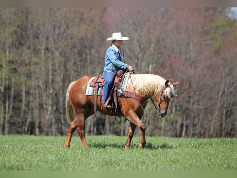 American Quarter Horse Wallach 4 Jahre 152 cm Palomino in Clarion