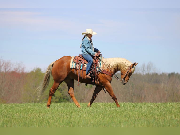 American Quarter Horse Wallach 4 Jahre 152 cm Palomino in Clarion
