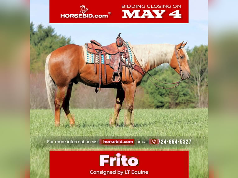 American Quarter Horse Wallach 4 Jahre 152 cm Palomino in Clarion, PA