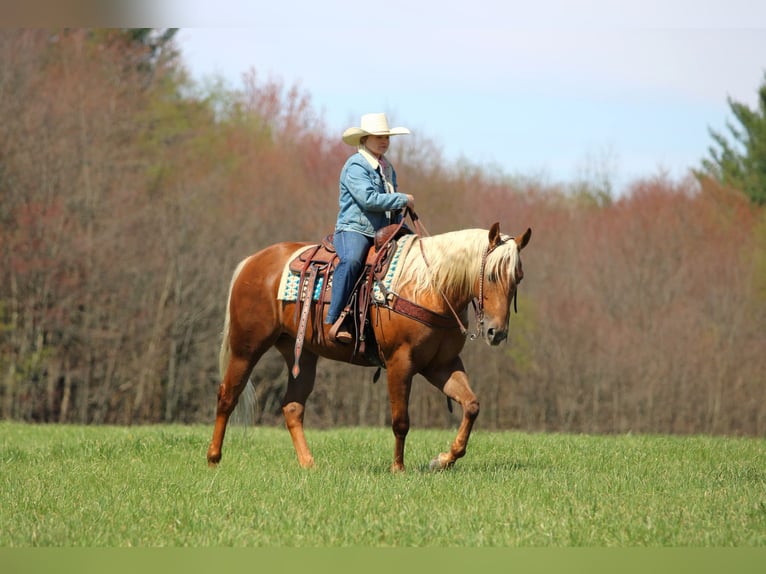 American Quarter Horse Wallach 4 Jahre 152 cm Palomino in Clarion, PA