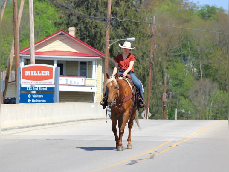American Quarter Horse Wallach 4 Jahre 152 cm Palomino in Clarion, PA