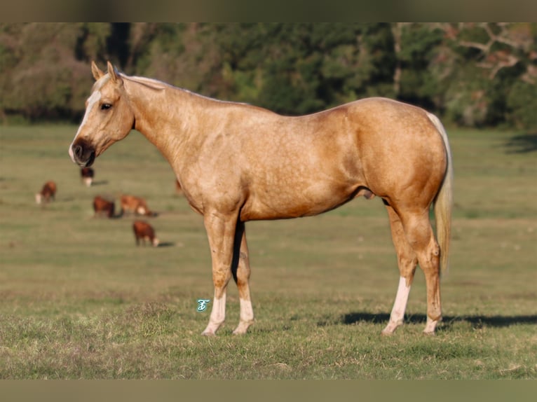 American Quarter Horse Wallach 4 Jahre 152 cm Palomino in Carthage, TX