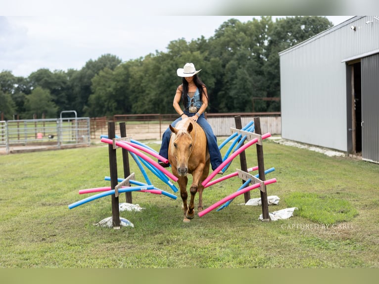 American Quarter Horse Wallach 4 Jahre 152 cm Palomino in Lewistown