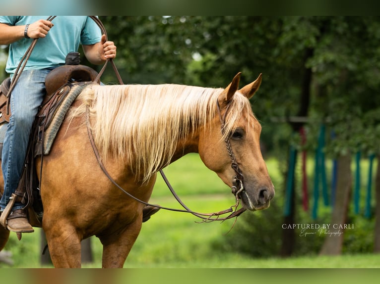 American Quarter Horse Wallach 4 Jahre 152 cm Palomino in Lewistown