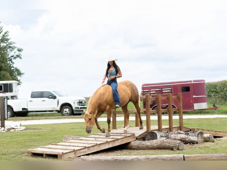 American Quarter Horse Wallach 4 Jahre 152 cm Palomino in Lewistown