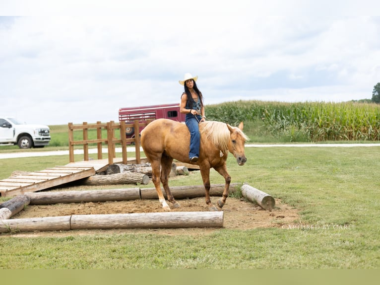 American Quarter Horse Wallach 4 Jahre 152 cm Palomino in Lewistown