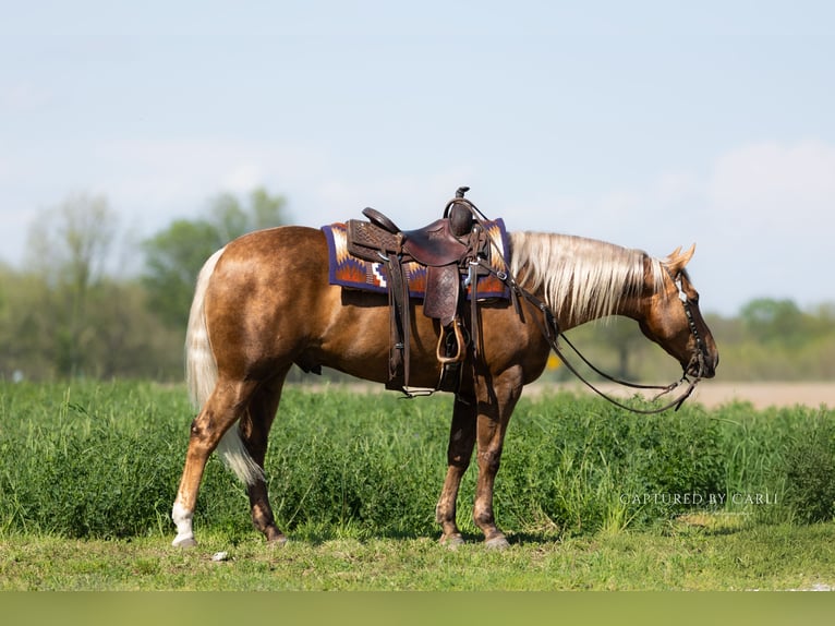 American Quarter Horse Wallach 4 Jahre 152 cm Palomino in Lewistown