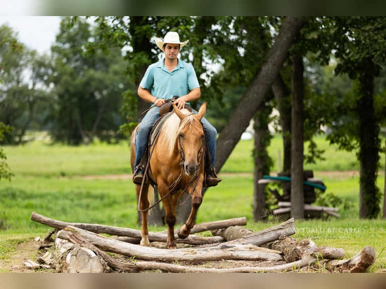 American Quarter Horse Wallach 4 Jahre 152 cm Palomino in Lewistown