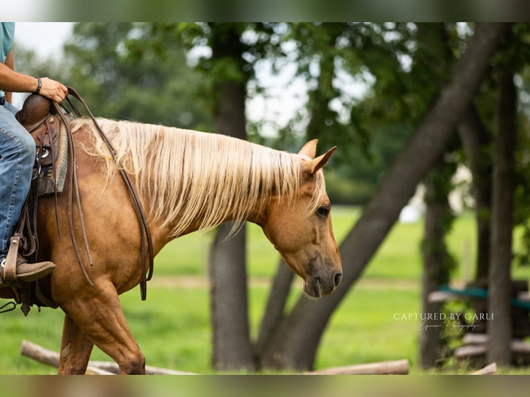 American Quarter Horse Wallach 4 Jahre 152 cm Palomino in Lewistown