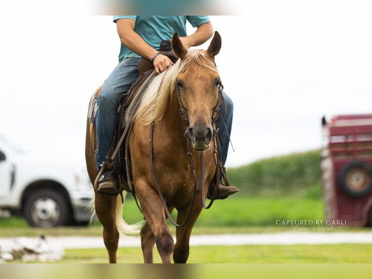 American Quarter Horse Wallach 4 Jahre 152 cm Palomino in Lewistown