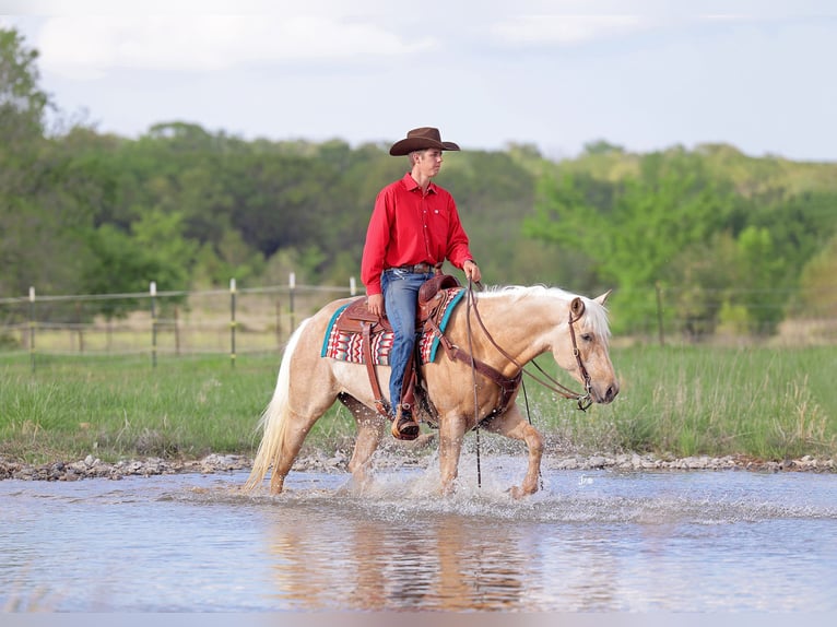 American Quarter Horse Wallach 4 Jahre 152 cm Palomino in Adair, OK