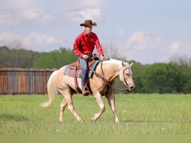 American Quarter Horse Wallach 4 Jahre 152 cm Palomino in Adair, OK
