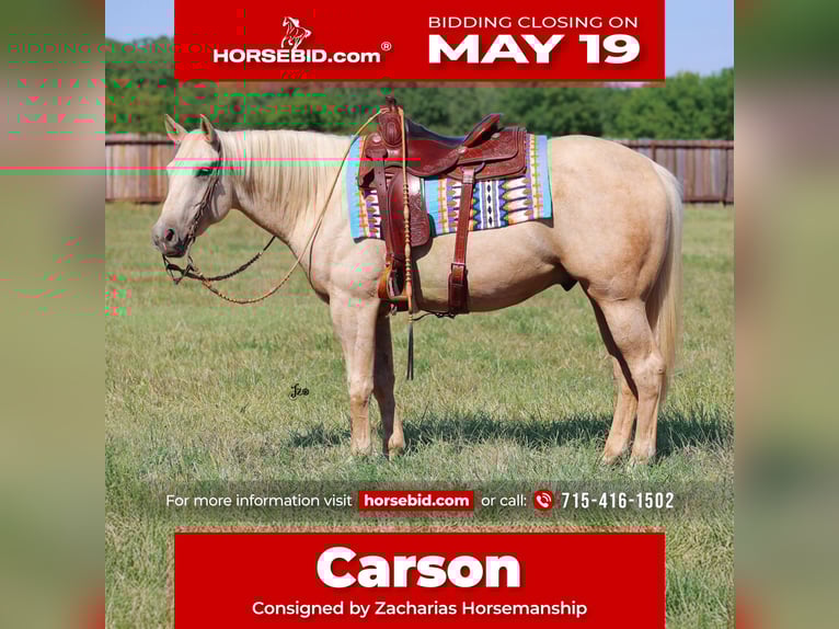 American Quarter Horse Wallach 4 Jahre 152 cm Palomino in Adair, OK