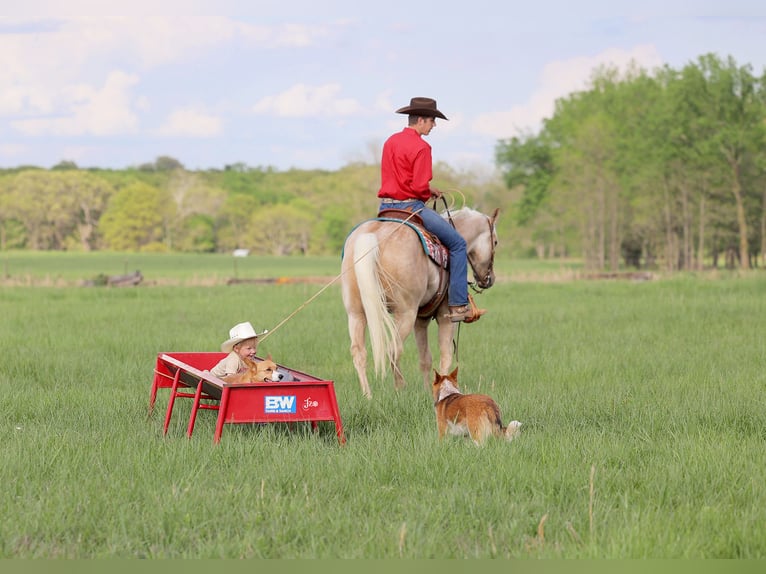 American Quarter Horse Wallach 4 Jahre 152 cm Palomino in Adair, OK