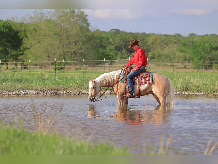 American Quarter Horse Wallach 4 Jahre 152 cm Palomino in Adair, OK