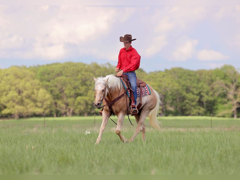 American Quarter Horse Wallach 4 Jahre 152 cm Palomino in Adair, OK