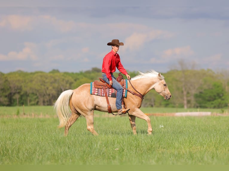 American Quarter Horse Wallach 4 Jahre 152 cm Palomino in Adair, OK