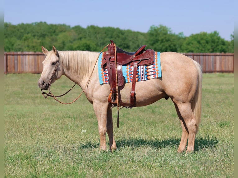 American Quarter Horse Wallach 4 Jahre 152 cm Palomino in Adair, OK