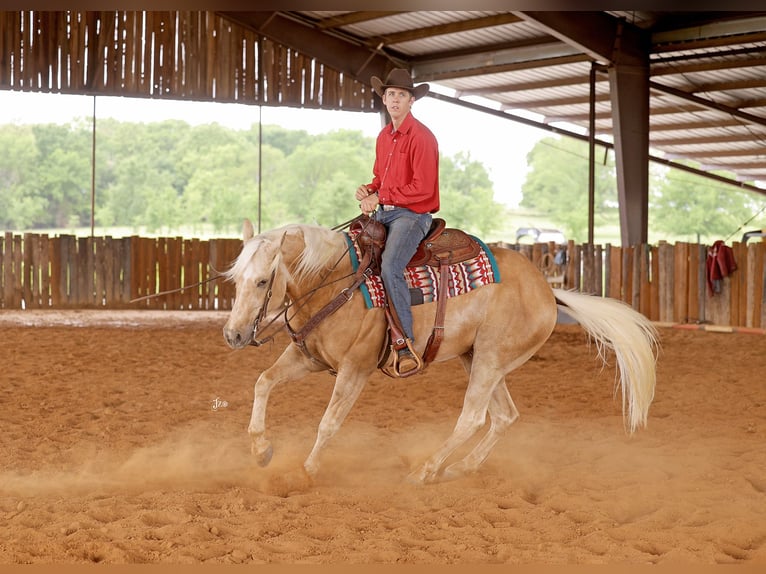 American Quarter Horse Wallach 4 Jahre 152 cm Palomino in Adair, OK
