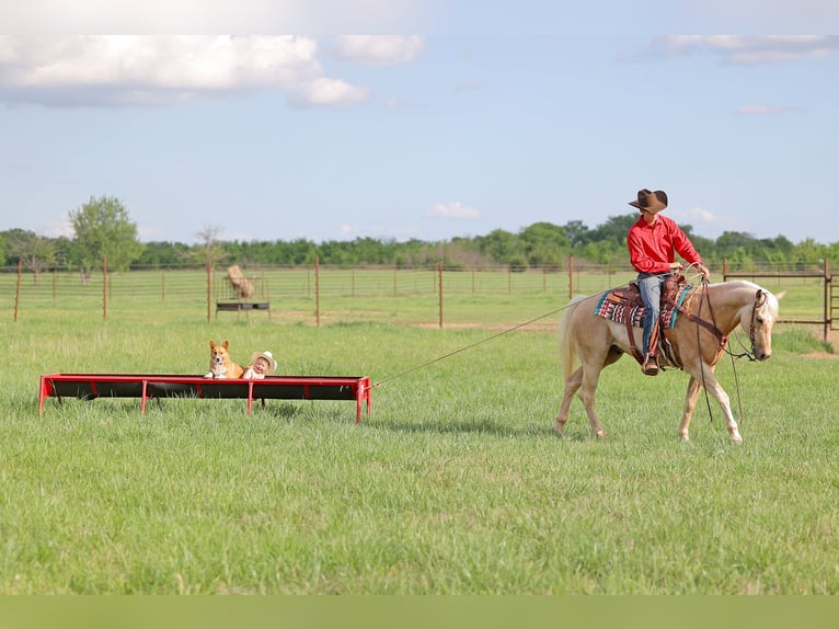 American Quarter Horse Wallach 4 Jahre 152 cm Palomino in Adair, OK