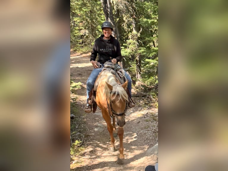 American Quarter Horse Wallach 4 Jahre 152 cm Palomino in Bozeman