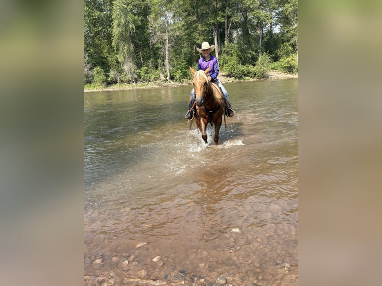 American Quarter Horse Wallach 4 Jahre 152 cm Palomino in Bozeman