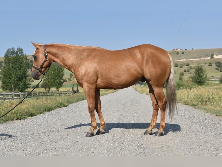 American Quarter Horse Wallach 4 Jahre 152 cm Palomino in Bozeman