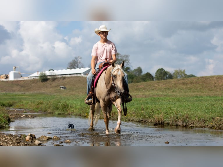 American Quarter Horse Wallach 4 Jahre 152 cm Palomino in Fredericksburg, OH
