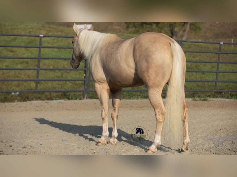 American Quarter Horse Wallach 4 Jahre 152 cm Palomino in Fredericksburg, OH