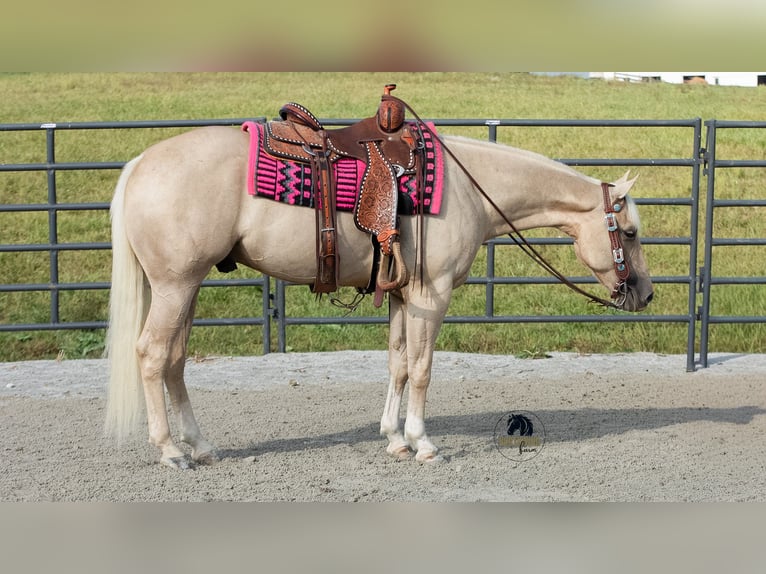 American Quarter Horse Wallach 4 Jahre 152 cm Palomino in Fredericksburg, OH