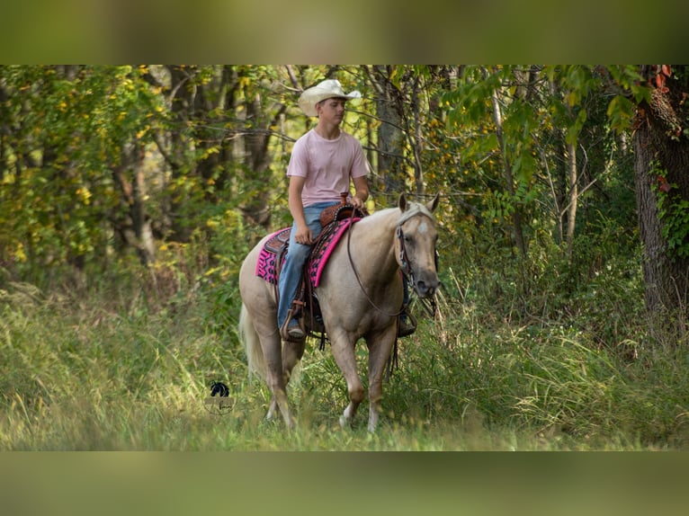 American Quarter Horse Wallach 4 Jahre 152 cm Palomino in Fredericksburg, OH